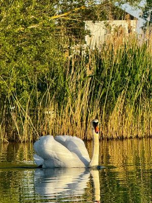 Swan - dusk- click for photo gallery